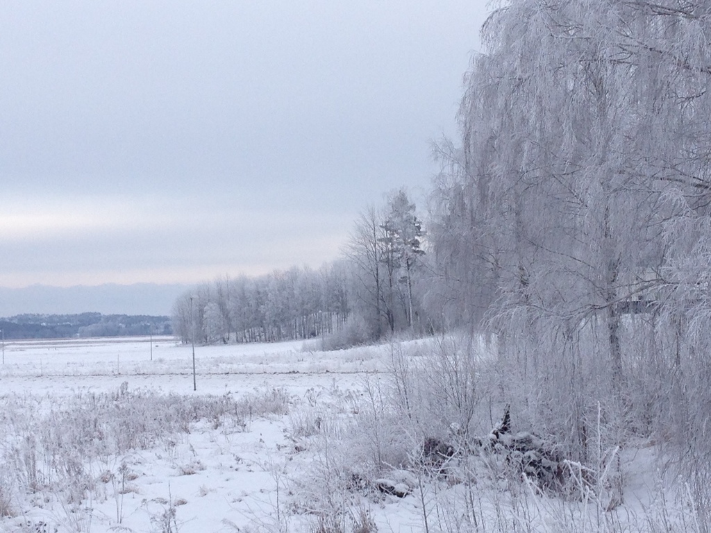 Winterpicture- the forest nextdoor
