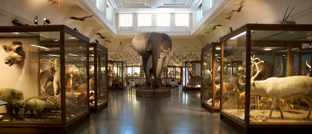 Museum of Natural History