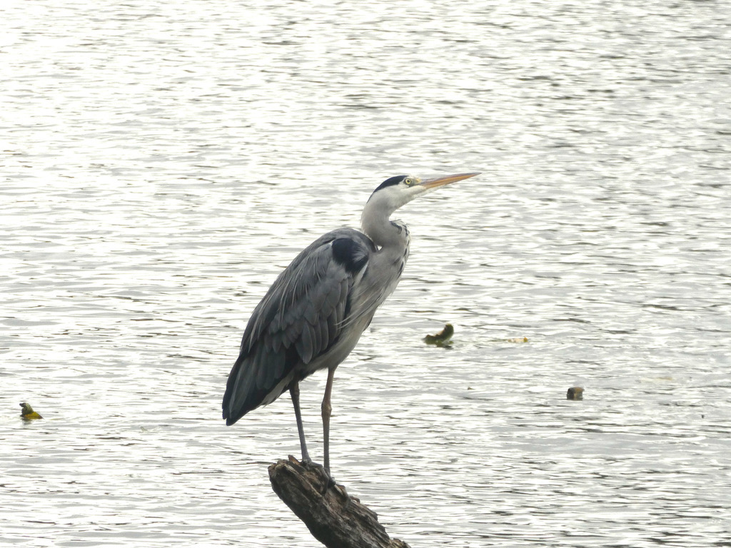 Birdlife at the small lake