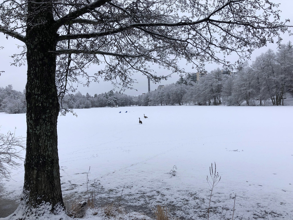 Nearby  small lake and walking area  in snowy winter
