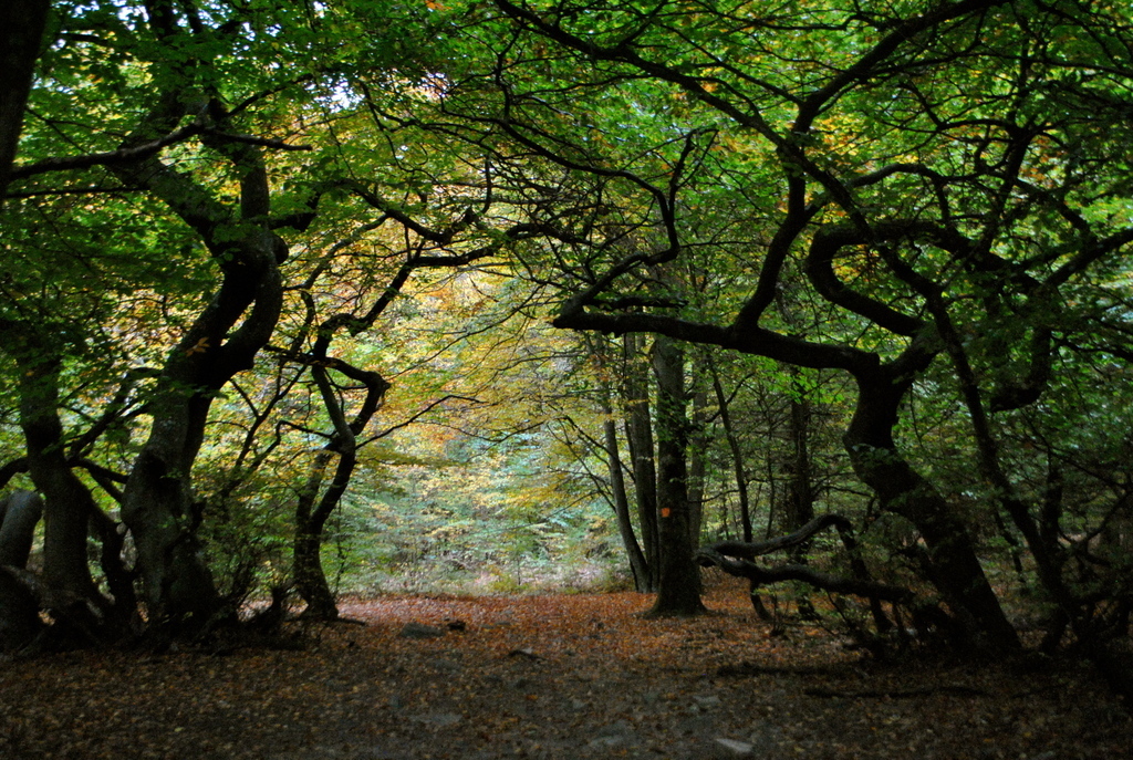 It's called "Trollskogen" - the enchanted forrest (1 km)