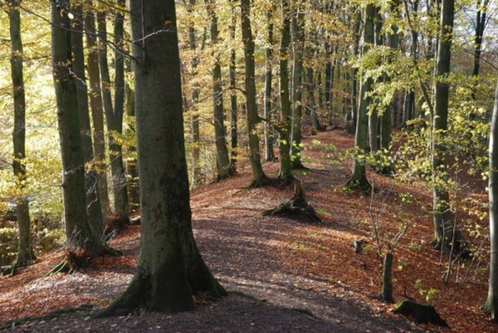 The village is surrounded by narrow ridges and beech forest (500m)