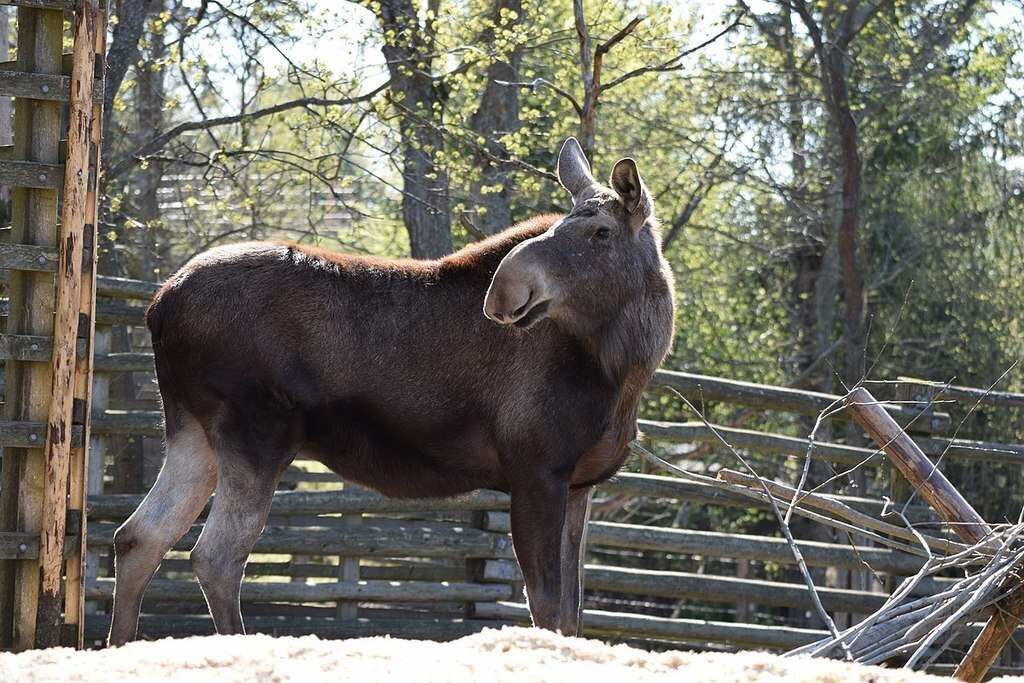The Skansen zoo has a wide range of Scandinavian animals, e.g. moose