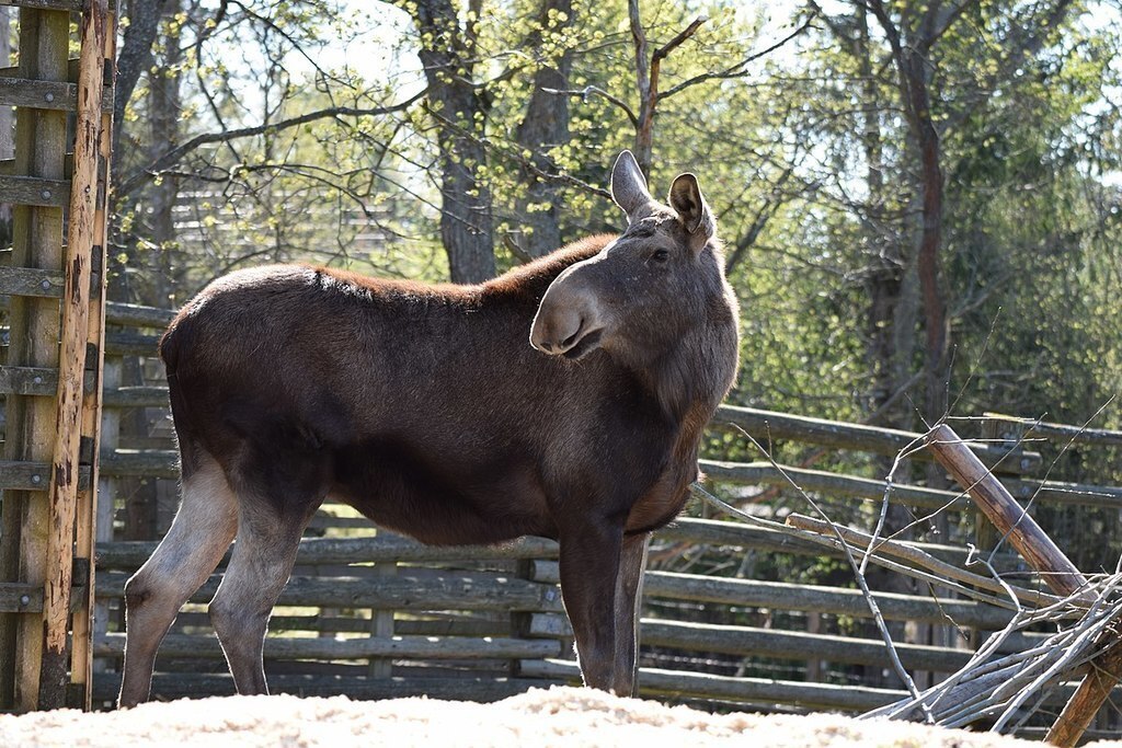 The Skansen zoo has a wide range of Scandinavian animals, e.g. moose