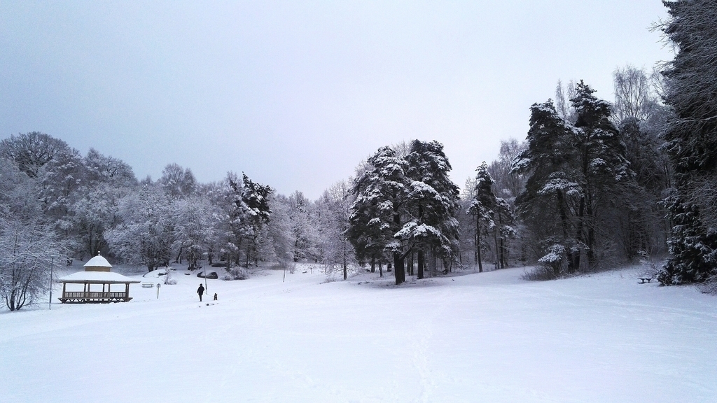 Lill-Jan's Forest in winter 
