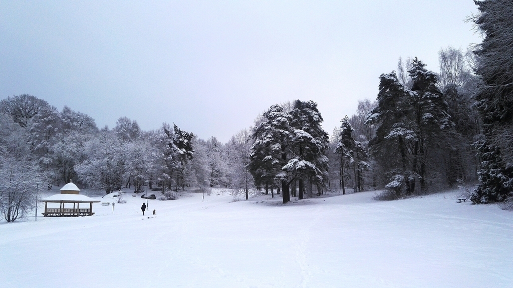 Lill-Jan's Forest in winter 