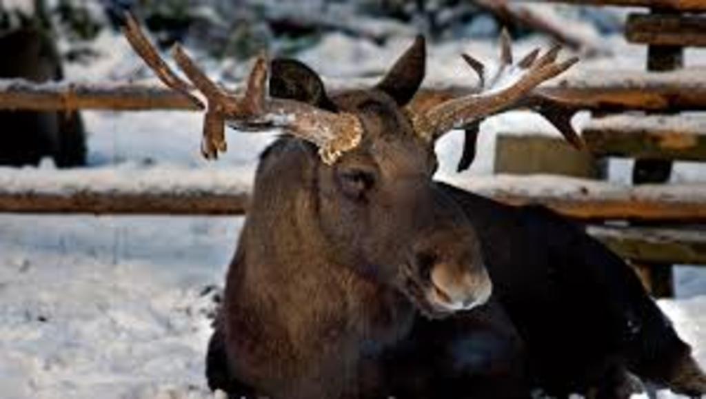 Skansen City Zoo (25 min. by bus)