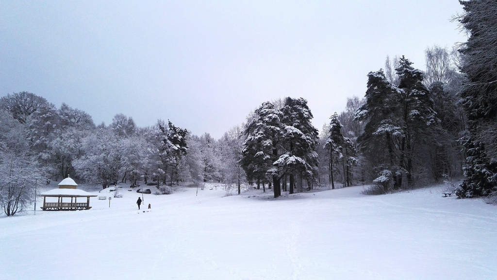 Lill-Jan's Forest in winter 