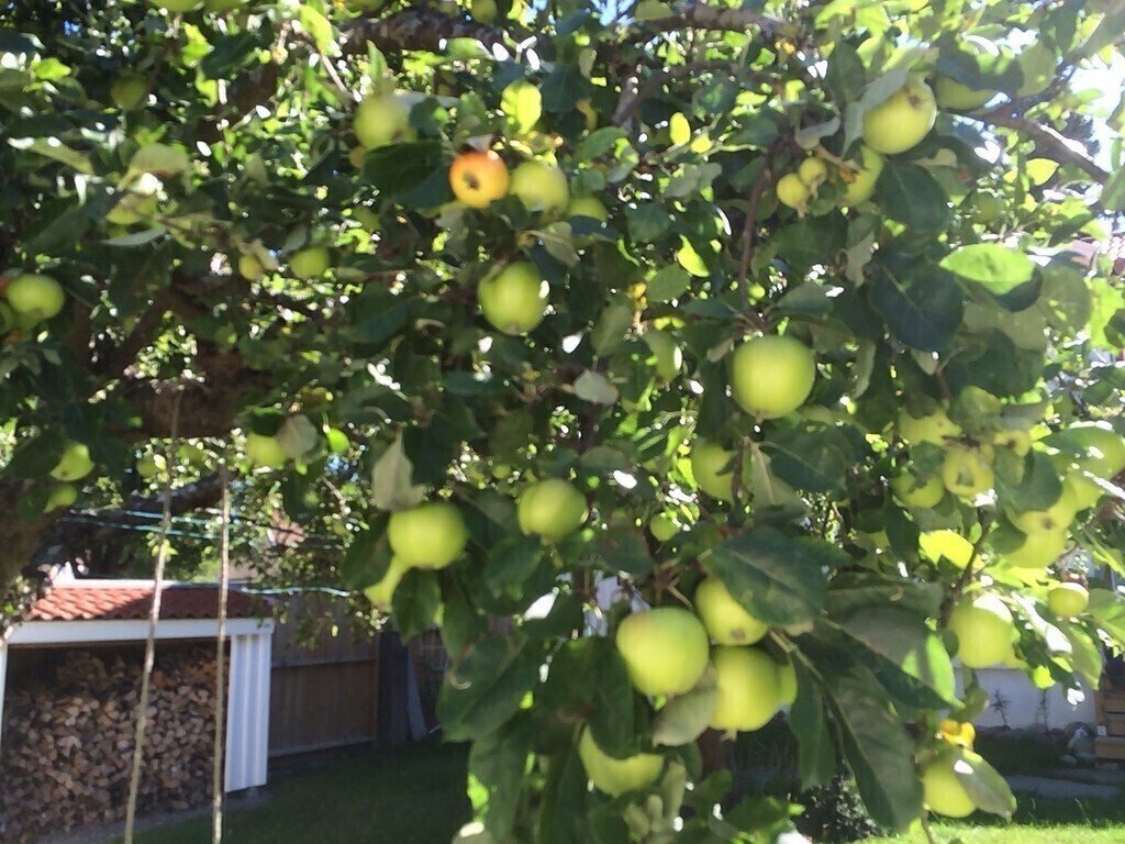 Apples in august