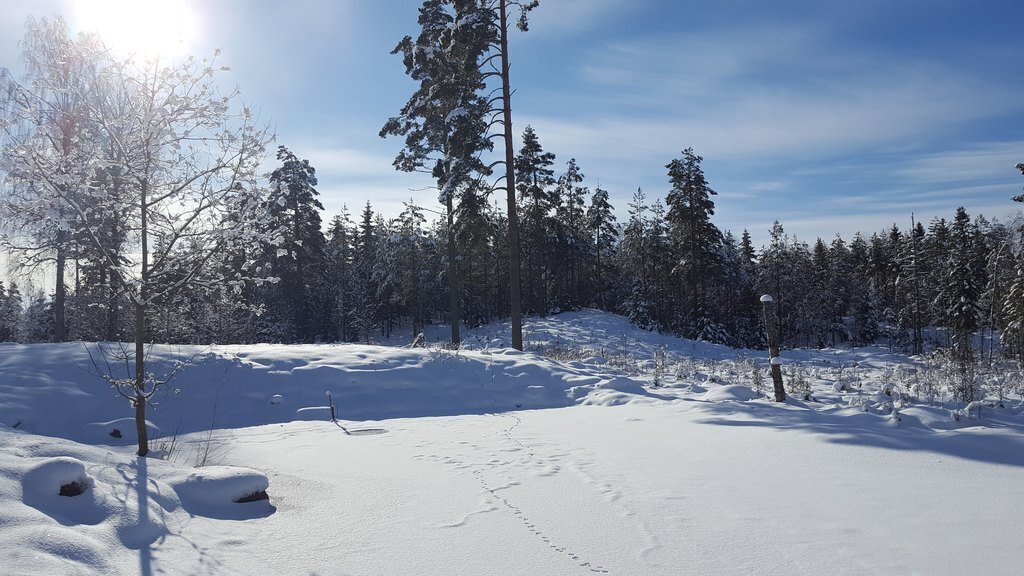 The pond during winter
