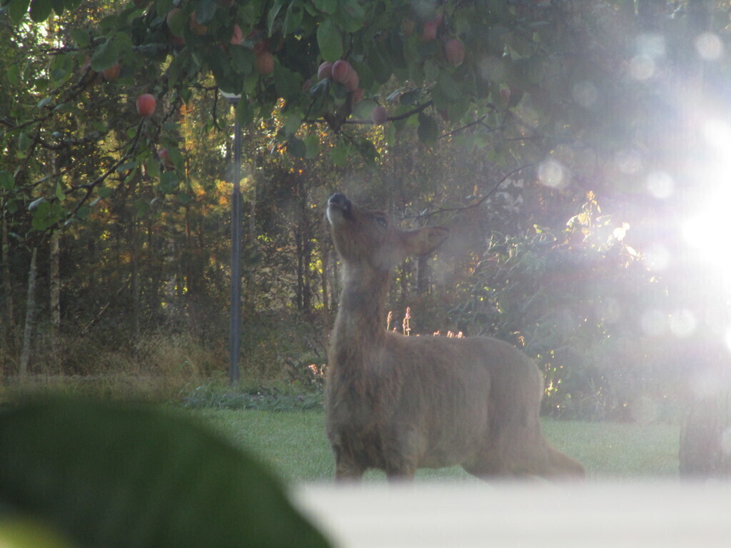 Deers are often seen in our garden