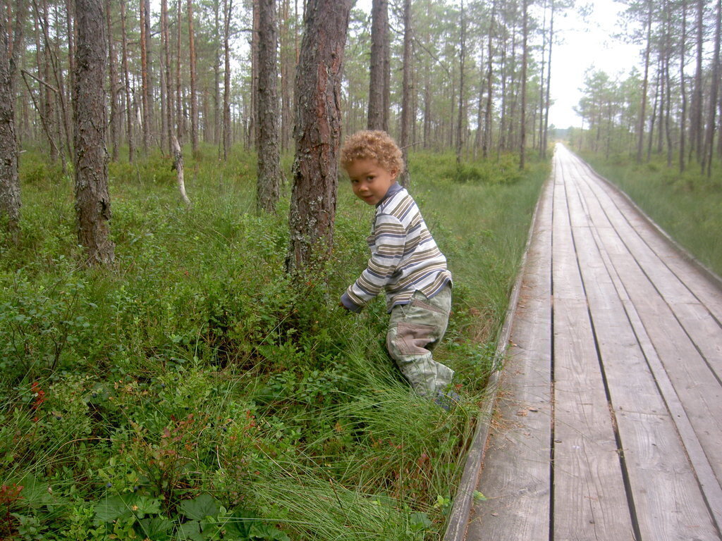 Dumme mosse, a bog close to our house. Very easy to access.
