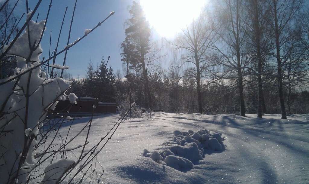 Our yard in the winter