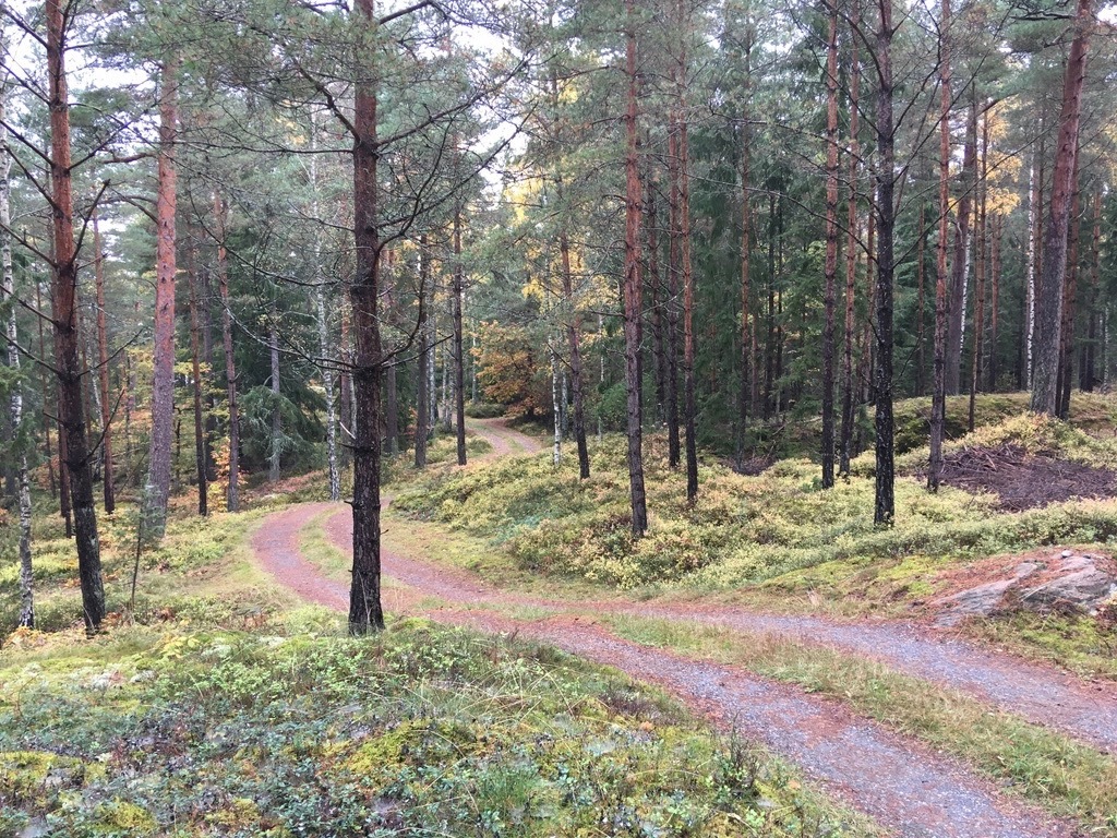 Our primitive road to the house