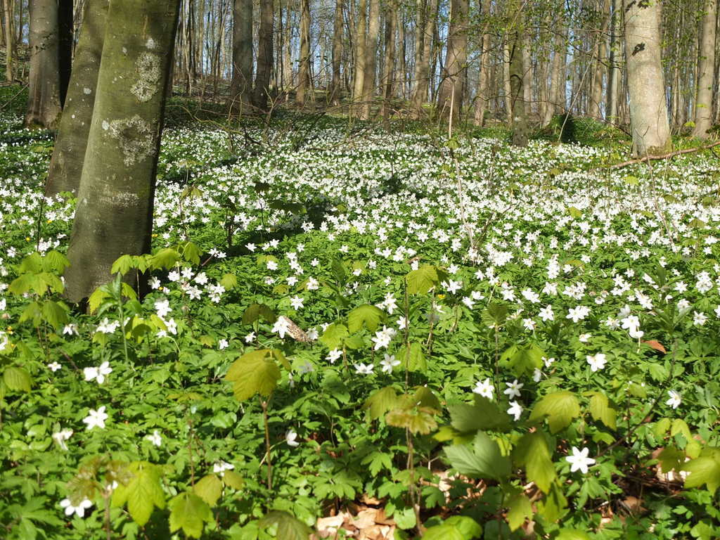 Beeches and wood anemones. So typical!
