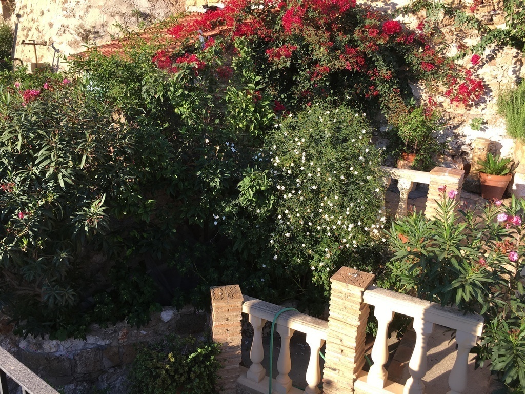 Garden in Denia 