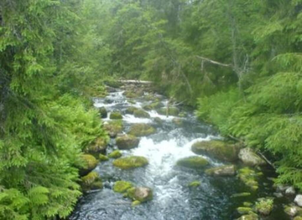 typical brook in the forrest, Dalarna, Sweden
