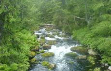 typical brook in the forrest, Dalarna, Sweden