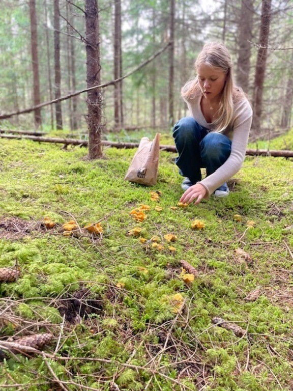 Mushroom picking
