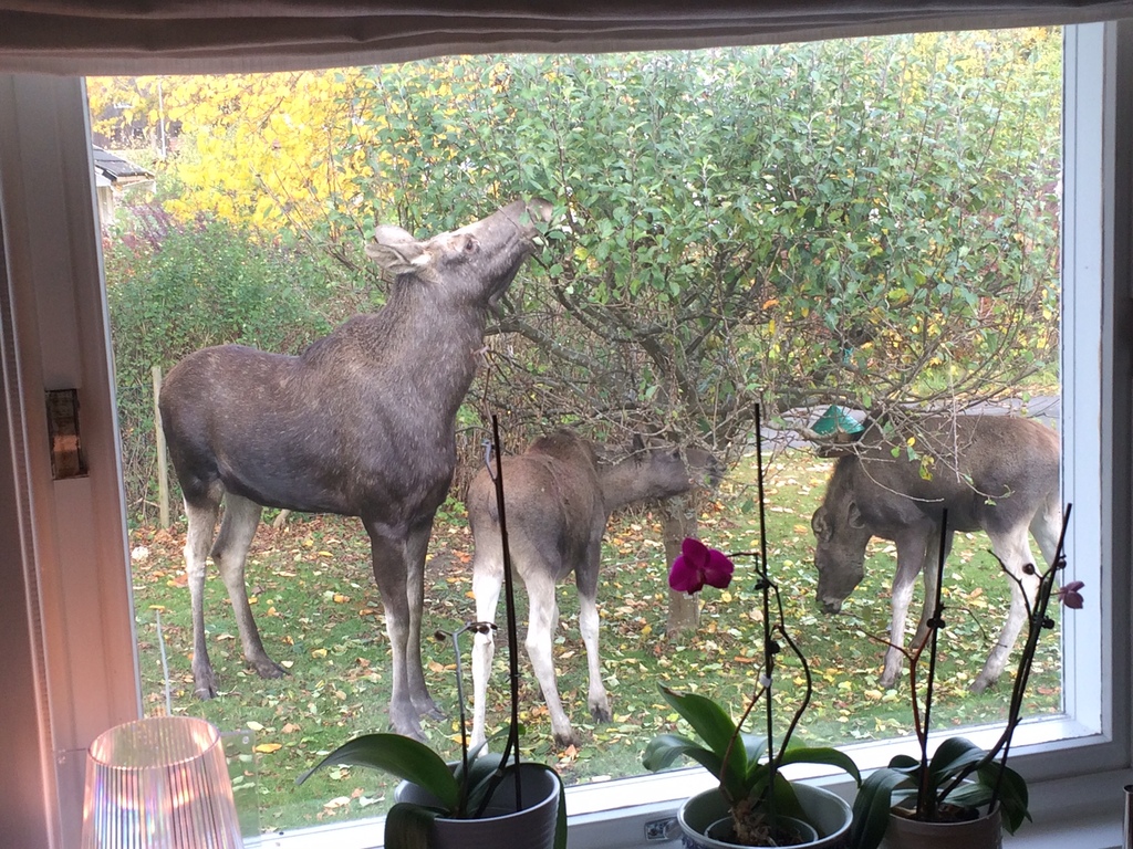 Outside the dining room window one morning. A local moose family feasting on our apples : )