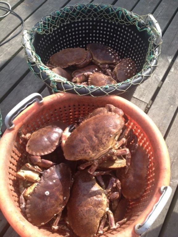 Fresh shellfish from the local fisherman.