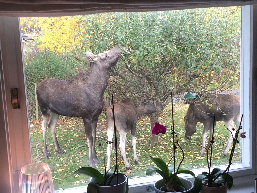Outside the dining room window one morning. A local moose family feasting on our apples : )