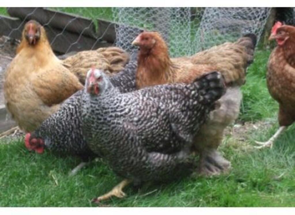 Hens and a rooster - if you like you can pick fresh eggs every morning