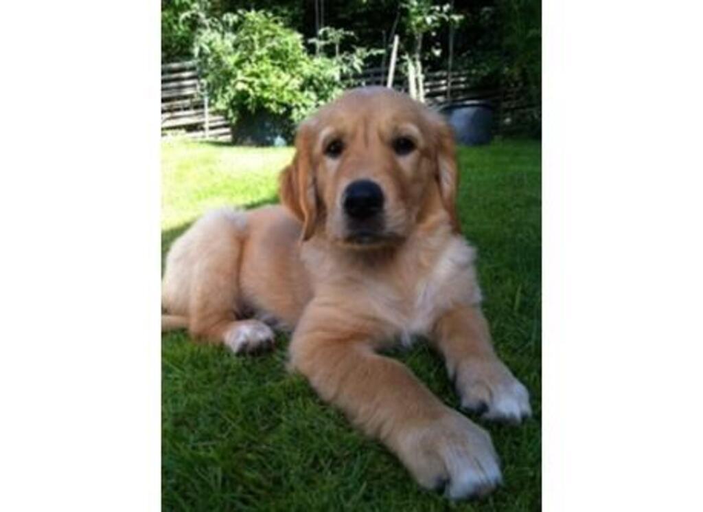 We have 2 dogs that we can let somebody else take care of during the exchange