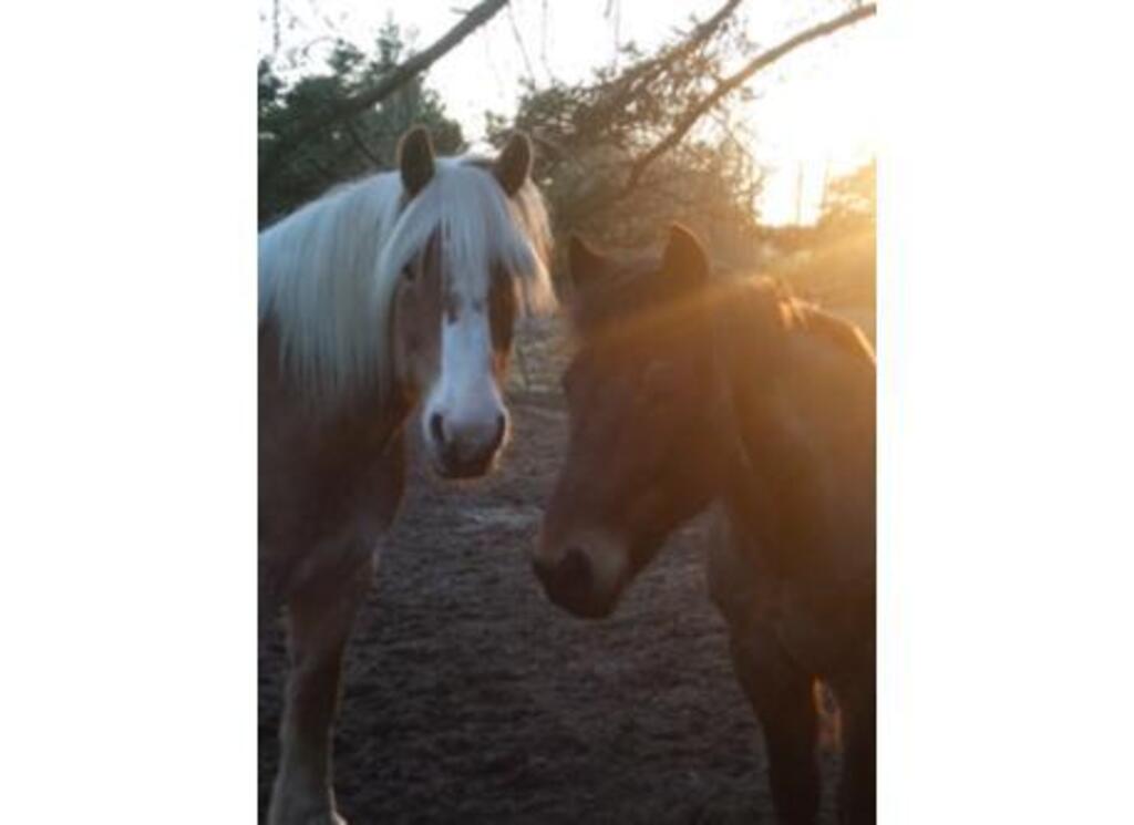 We have 2 horses, and during the summer they are always outside, just give them water with a hose