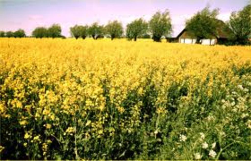 Söderslätt, the very south of Sweden