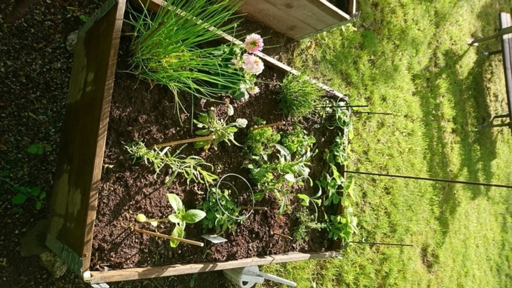 Odlingslåda i trädgården med kryddväxter ni får äta!