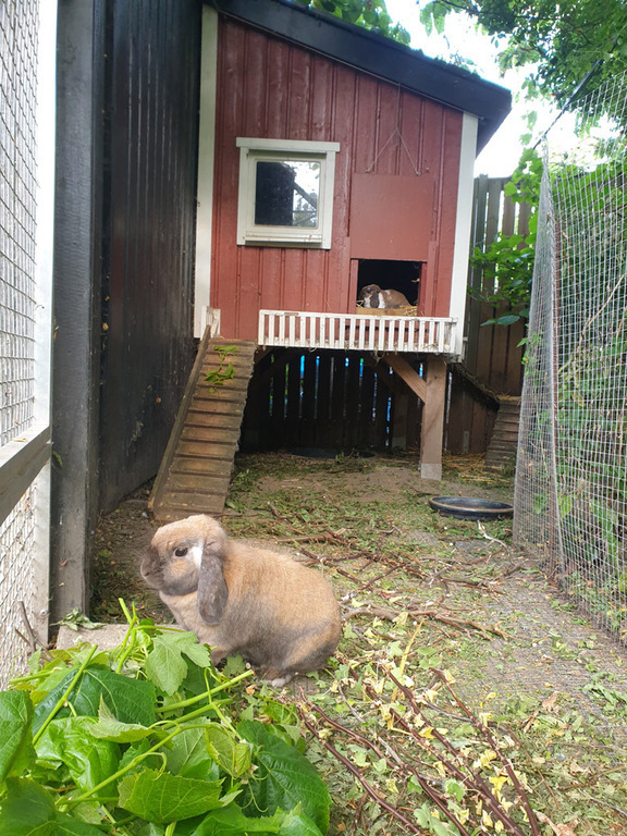 Our two cuddly rabbits live ina bunny cottage with a large outdoor pen.