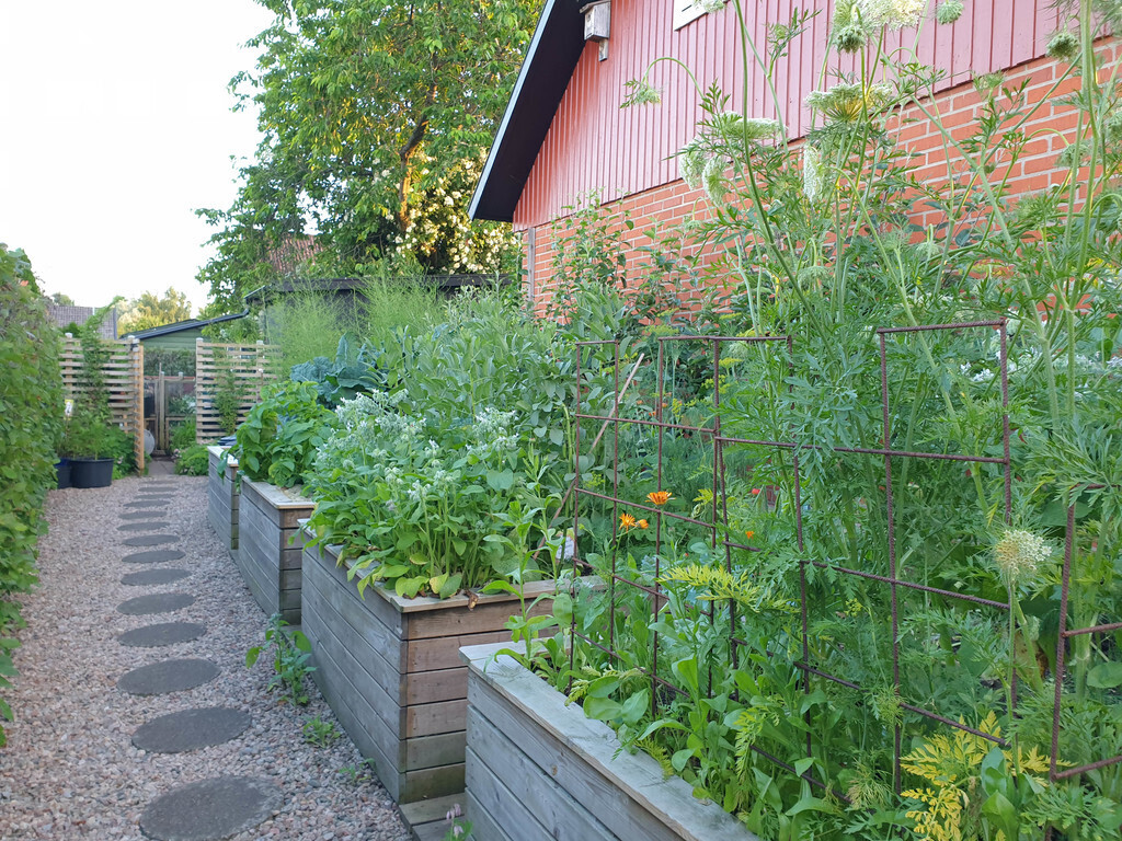 Vegetable garden with raised beds.