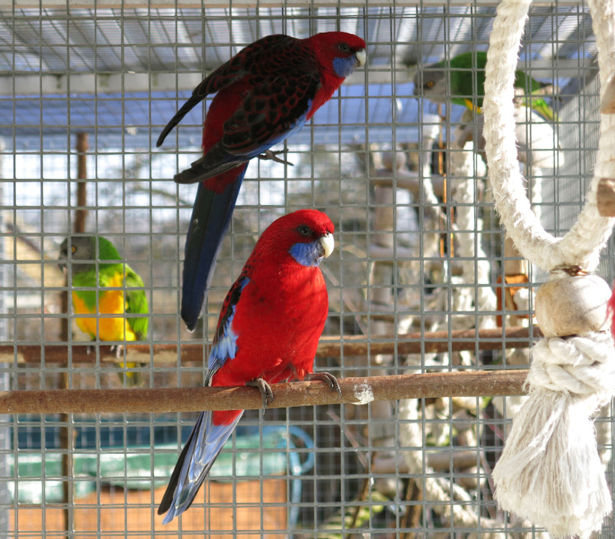Our parrots (who live outside, in the garden).