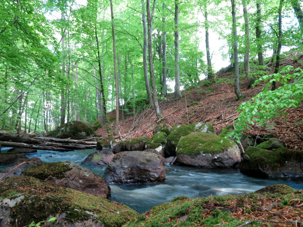 A meandering stream 20 minutes walk from our home.