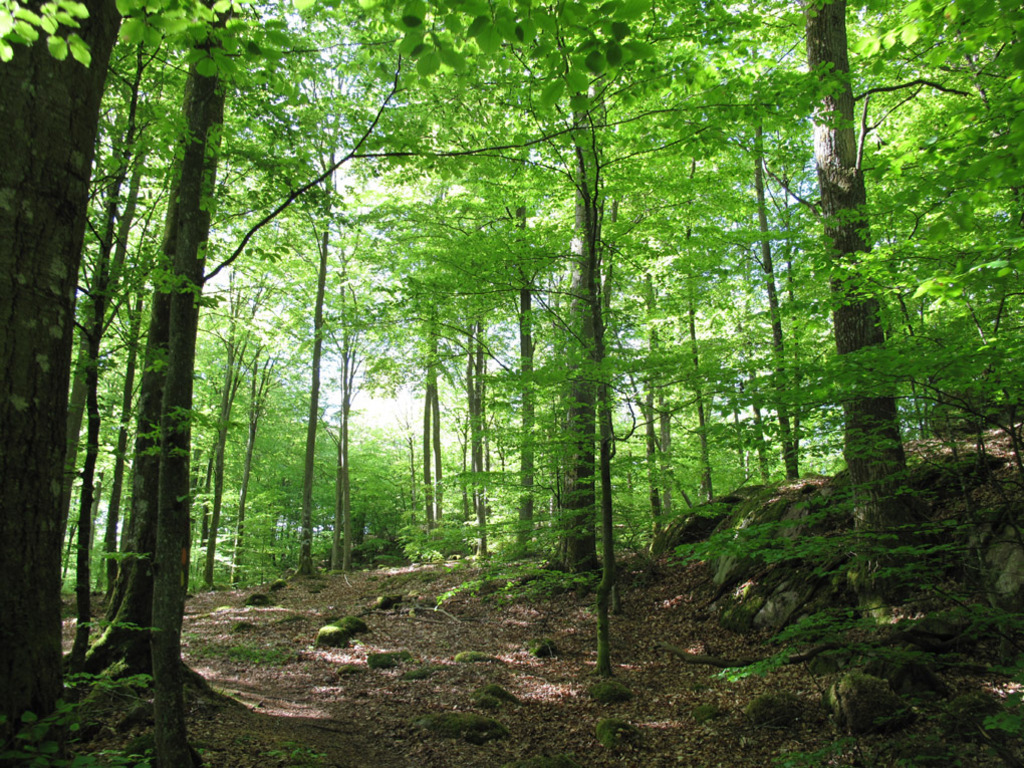 One of the forests with beech trees nearby where we live.
