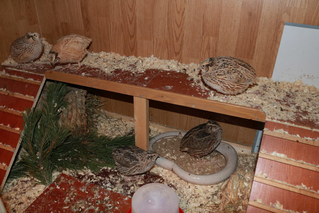 Our Japanese quails deliver fresh superhealthy eggs every day.