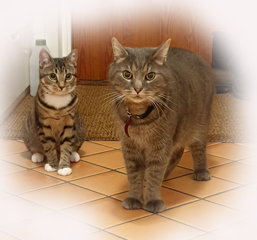 Our cats: Izumi and Silver.