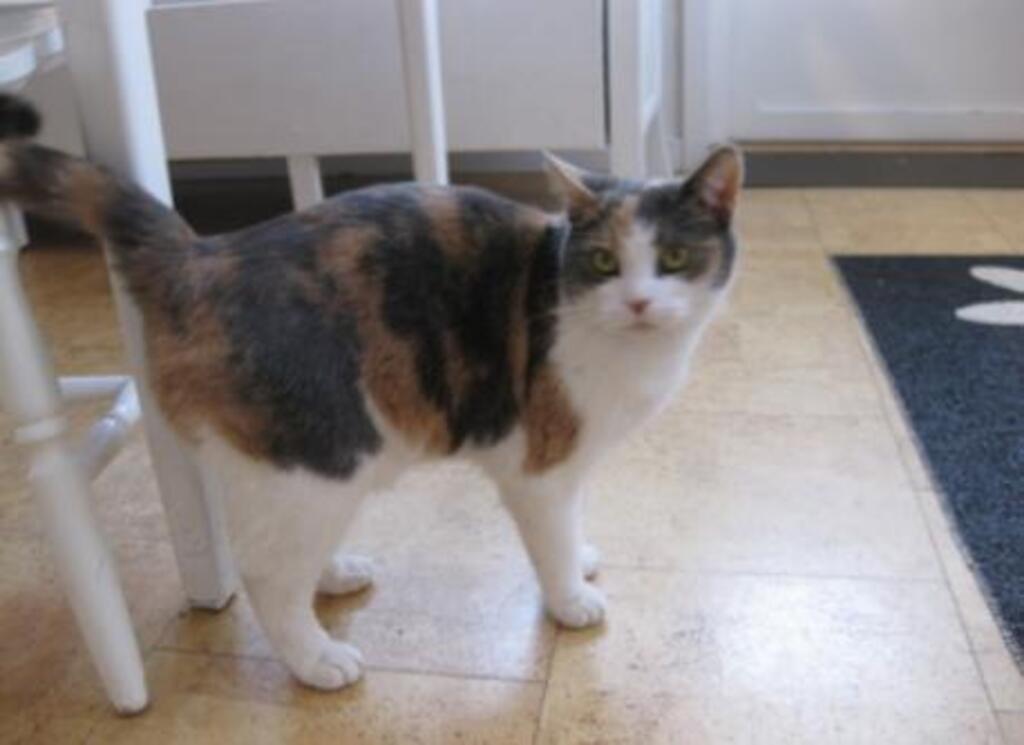 Our older cat - Puzzel