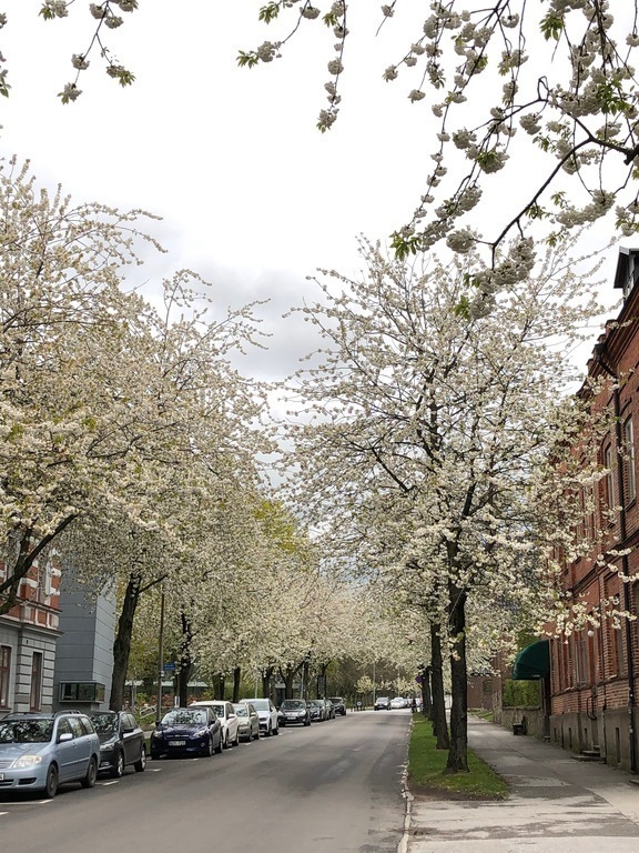 Blooming cherry trees Lund