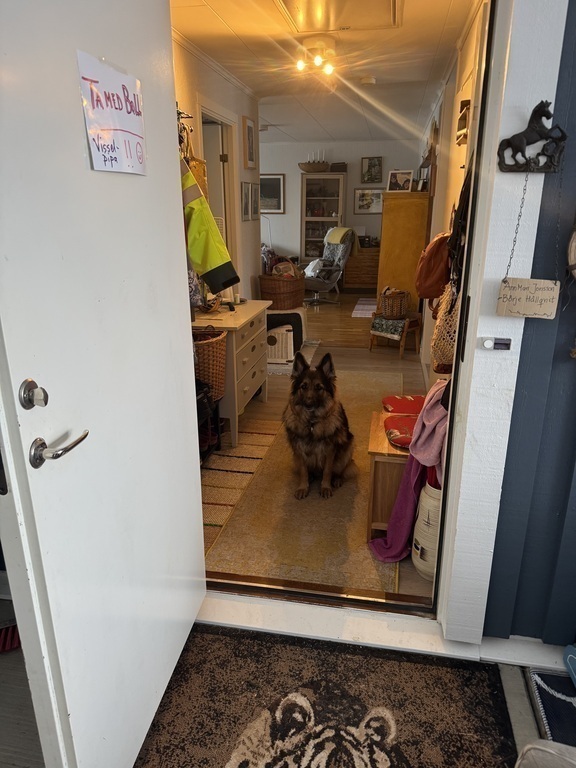 The entrance with oru german shepherd girl