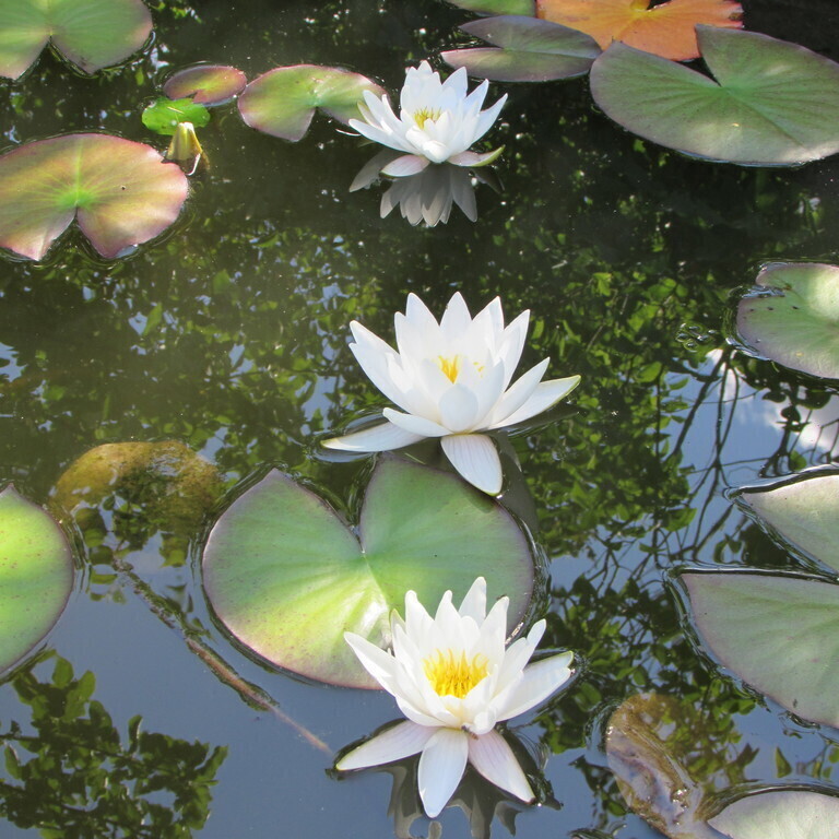 Waterlilies in pond