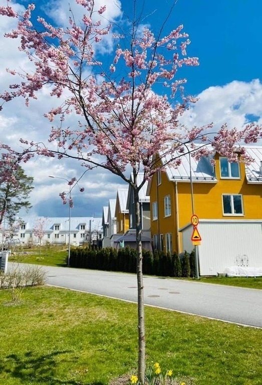 Our small neighborhood - Sörgårdsängen