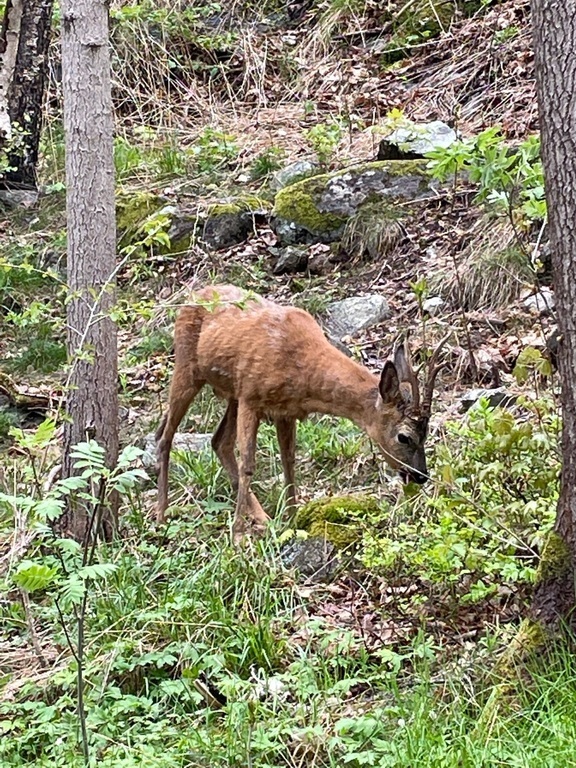 Här är rikt fågel och djurliv 