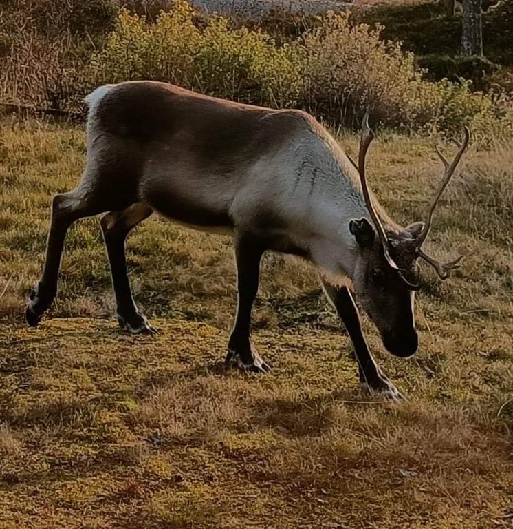 Reindeer in the garden