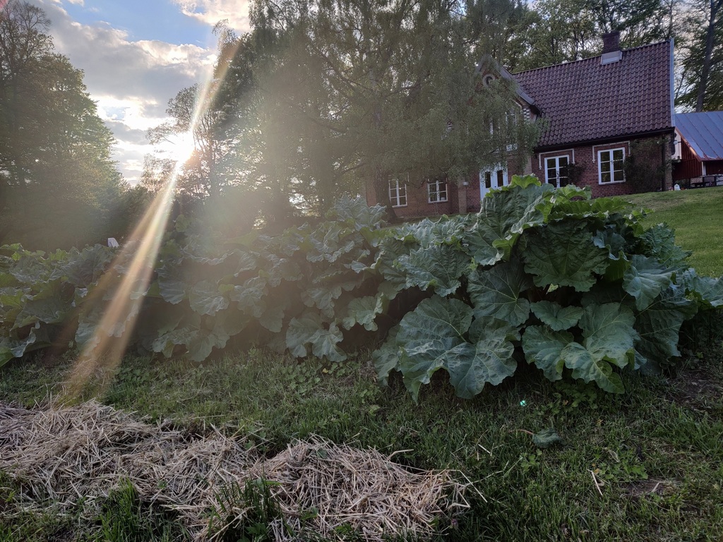 In our garden you will find plenty of fruit and vegetables.