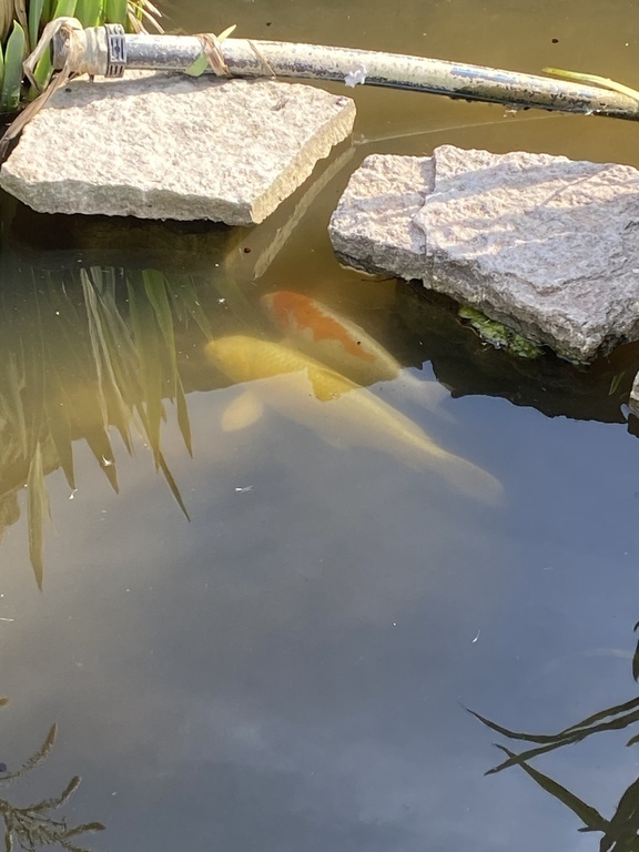 Our koi pond