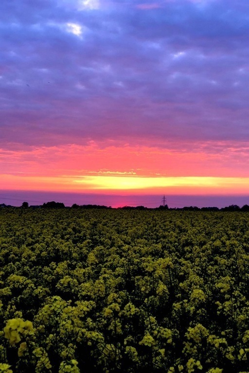 Sunset over a field in Trelleborg