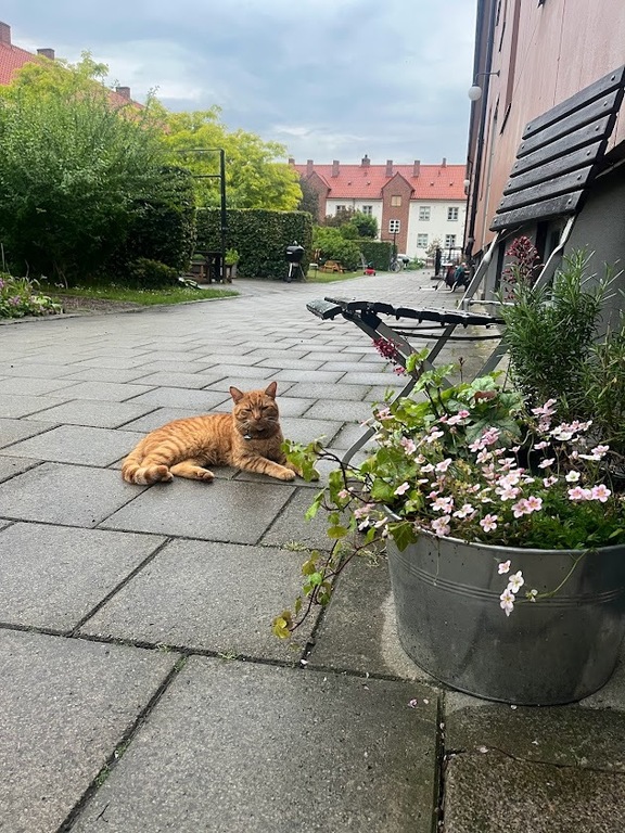 Our cat Rosso - our friendly cat who will be your host! 