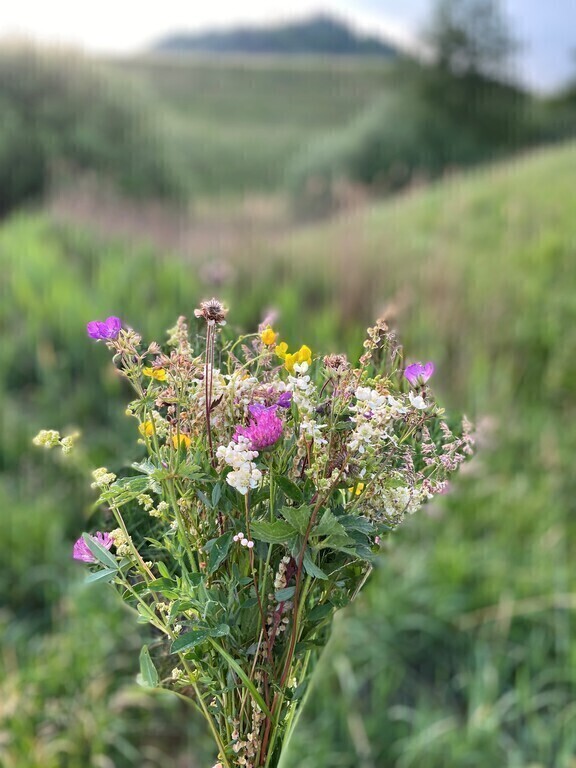 Midsummer flowers with a view
